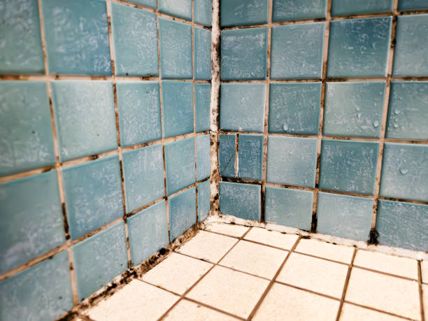 Bessemer City, NC Mold Removal Company